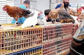 استقرار أسعار الفراخ في مصر بعد انخفاض طفيف عقب عيد الفطر